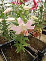 [4655 DJ OR-03 No01.JPG]